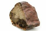 Petrified Peanut Wood Section - Australia #255790-2